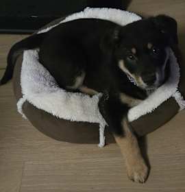 Photo of Henry, Oh Henry