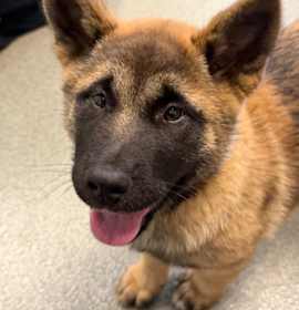 Photo of Peppermint Patty