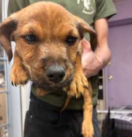 Photo of Gingerbread