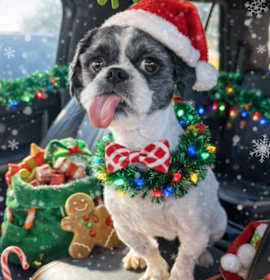 Photo of Douglas Fur