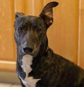 Photo of Loki 10 months Ava 12/26