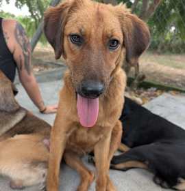 Photo of Laguna (Foster-to-Adopt)