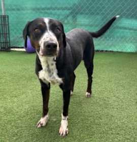 Photo of Juliette (Cocoa)