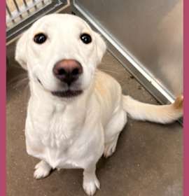 Photo of Dog Kennel #12 Paris