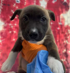 Photo of Bread Pudding