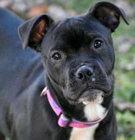 Photo of Dump Truck Donna