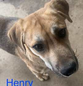 Photo of Henry Avery Roscoe