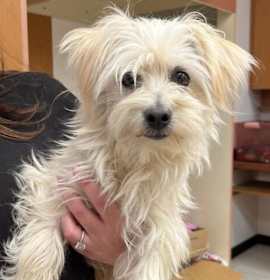 Photo of Clementine (Courtesy Post)