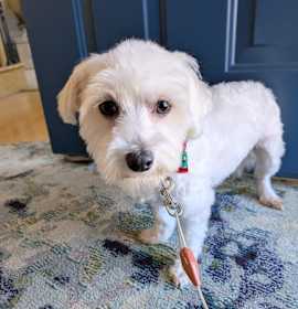 Photo of Reginald 33