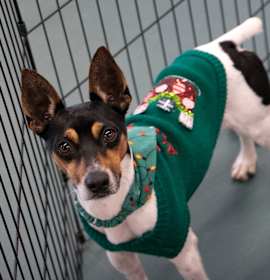 Photo of Mickey (OT25-230)