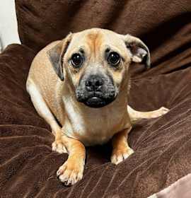 Photo of Beetlejuice