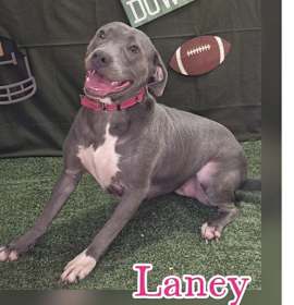 Photo of Laney