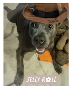 Photo of JELLY ROLL