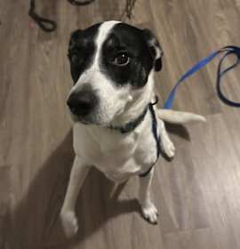 Photo of Buddy Baughn