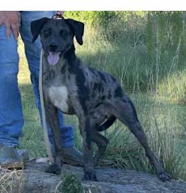 Photo of Freya   (dog)