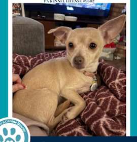 Crema 122025 photo 1