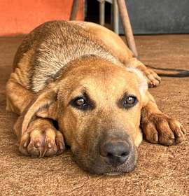 Photo of Raquel - Money Heist Litter