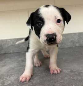 Photo of Annie / AC 27328 C