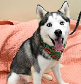 Photo of Mika  *Sponsored Adoption