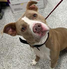 Photo of Handsome Henry