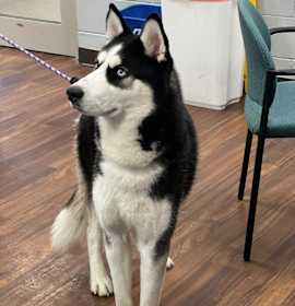 Photo of Maximillian