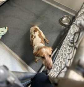 Photo of DA 18 Lucia