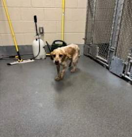 Photo of DA 18 Josephine