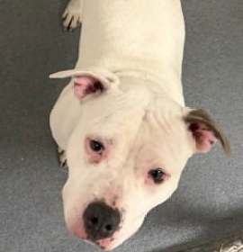 Photo of DA 8 Snowbeam