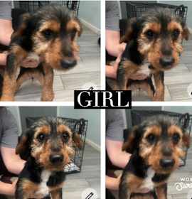 Photo of Female Yorkie poo