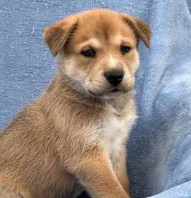 Photo of Holiday Pup - Cider - Adopted!