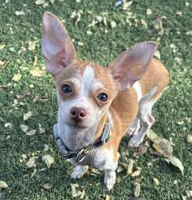 Photo of Jimmy Neutron (Fostered in Papillion)