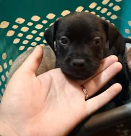 Photo of Woody Pepper-Puppy1