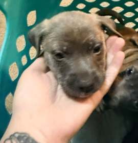 Photo of Ginger Pepper-Puppy2