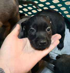 Photo of Midnight Pepper-Puppy3