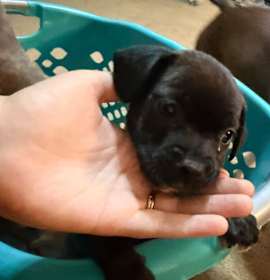 Photo of Clove Pepper-Puppy4