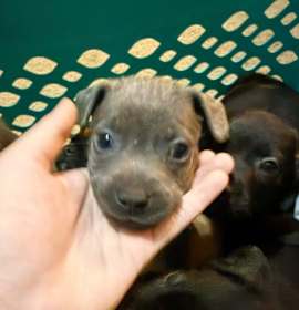 Photo of Hazel Pepper-Puppy6