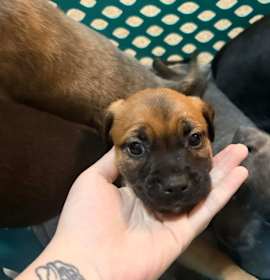 Photo of Pumpkin Pepper-Puppy5