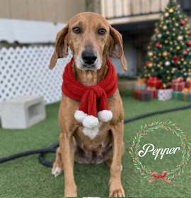 Photo of Macey aka Pepper