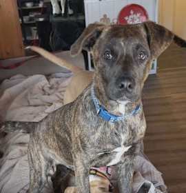 Photo of Rex (Pompey-NY)