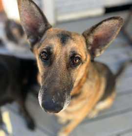 Photo of Sebastian (CAT FRIENDLY!!)