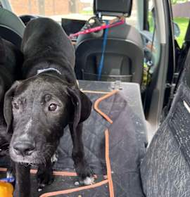 Photo of Dribble (AKA Jango)