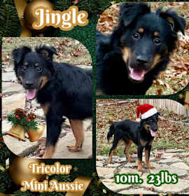 Photo of Jingle