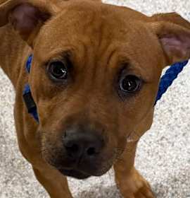 Photo of 25-718 Tinsel