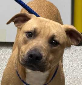 Photo of 25-717 Eggnog