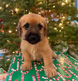 Photo of Brr: Blizzard