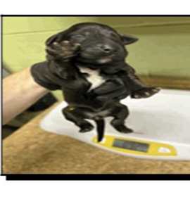 Photo of Percy (FKA Satie)