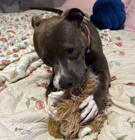 Photo of Maya (FKA Amaya Papaya)