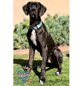 Photo of Aston Martin