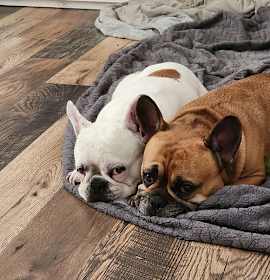 Photo of Doja & Jameson bonded pair