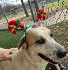 Photo of Mitzy- HW +